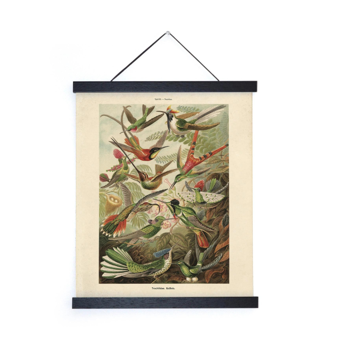 Vintage Haeckel Hummingbirds Print
