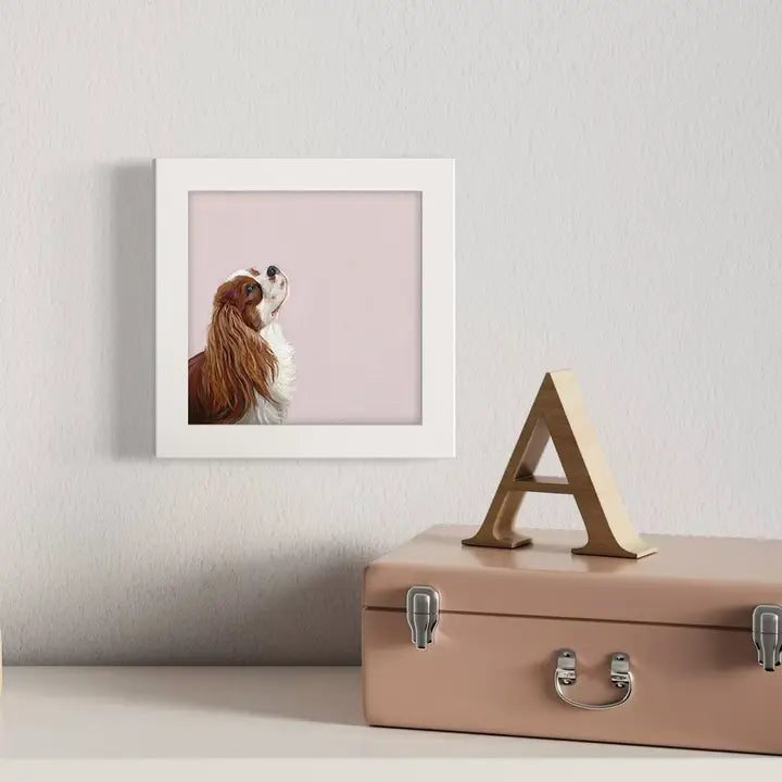 Looking Up Cavalier Happy Square